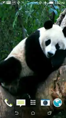 Play Sleeping Panda Video Wallpaper