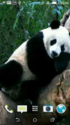 Play Sleeping Panda Video Wallpaper