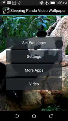 Play Sleeping Panda Video Wallpaper