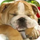 Free play online Sleeping Puppy HD APK