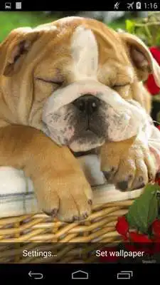 Play Sleeping Puppy HD