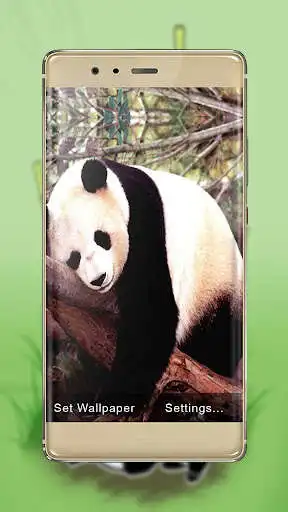 Play Sleepy panda wallpapers and enjoy Sleepy panda wallpapers with UptoPlay Play Sleepy panda wallpapers and enjoy Sleepy panda wallpapers with UptoPlay