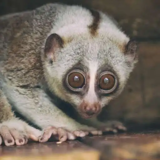 Play Slow Loris Wallpaper APK