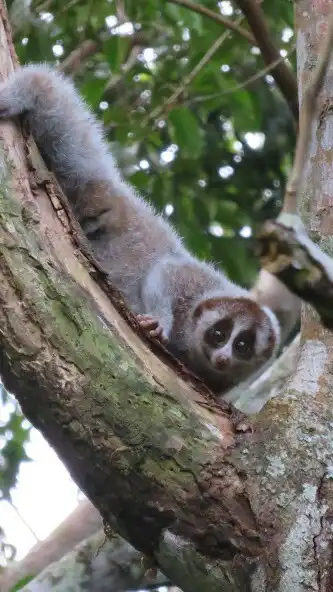 Play Slow Loris Wallpaper and enjoy Slow Loris Wallpaper with UptoPlay Play Slow Loris Wallpaper and enjoy Slow Loris Wallpaper with UptoPlay