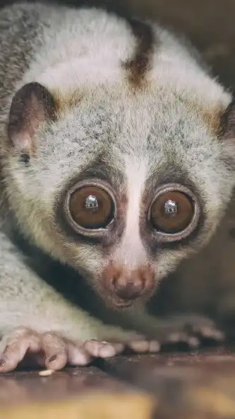 Play Slow Loris Wallpaper as an online game online Slow Loris Wallpaper with UptoPlay Play Slow Loris Wallpaper as an online game Slow Loris Wallpaper with UptoPlay