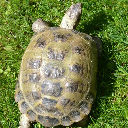 Play Small Guid For The Turtle APK Play Small Guid For The Turtle APK