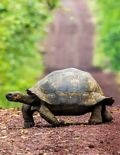 Play Small Guid For The Turtle  and enjoy Small Guid For The Turtle with UptoPlay