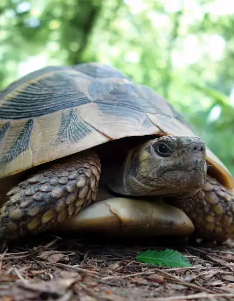 Play Small Guid For The Turtle as an online game Small Guid For The Turtle with UptoPlay