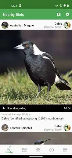 Play Smart Bird ID (Australia NZ) as an online game online Smart Bird ID (Australia NZ) with UptoPlay Play Smart Bird ID (Australia NZ) as an online game Smart Bird ID (Australia NZ) with UptoPlay