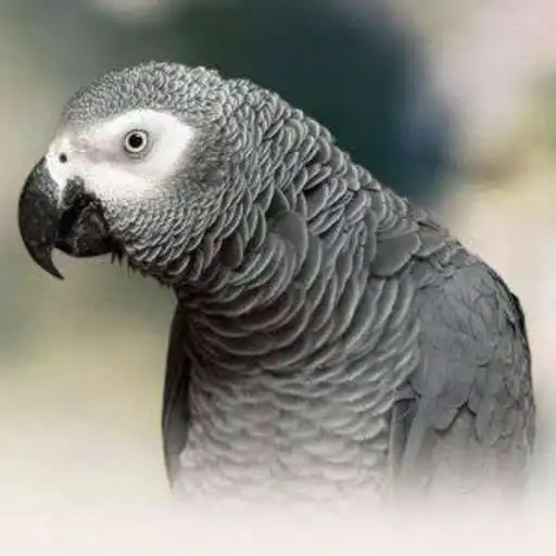 Play SmartParrot APK