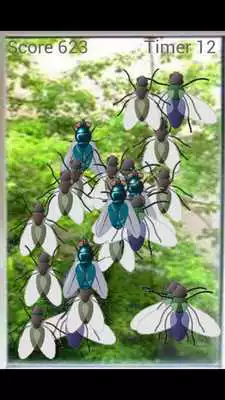 Play Smash flies