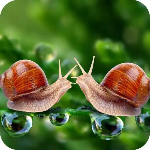Play Snail Wallpaper Full HD APK Play Snail Wallpaper Full HD APK