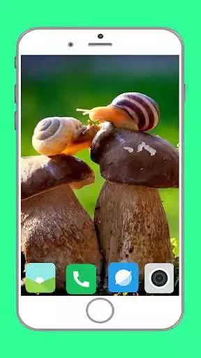 Play Snail Wallpaper Full HD  and enjoy Snail Wallpaper Full HD with UptoPlay