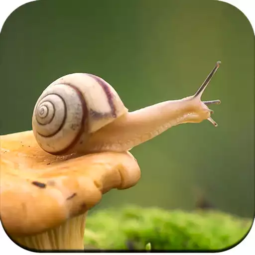 Play Snail Wallpaper HD APK Play Snail Wallpaper HD APK