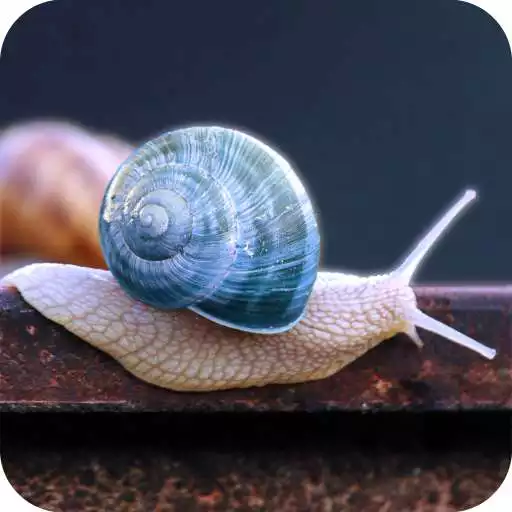 Play Snail wallpaper APK Play Snail wallpaper APK