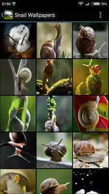 Play Snail Wallpapers  and enjoy Snail Wallpapers with UptoPlay