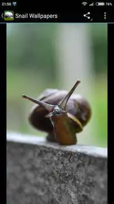 Play Snail Wallpapers as an online game Snail Wallpapers with UptoPlay