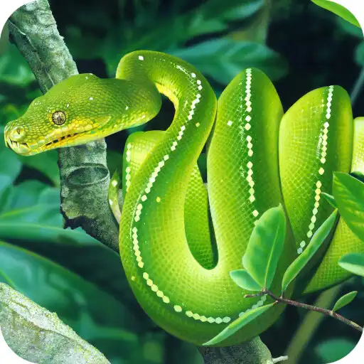 Play Snake HD Wallpaper APK Play Snake HD Wallpaper APK