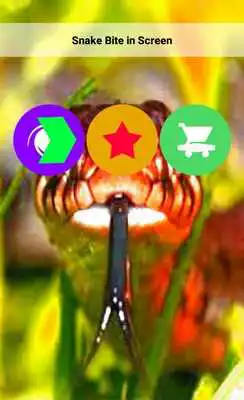 Play Snake in Phone
