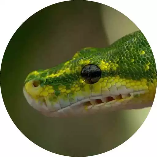 Free play online Snake Live Wallpaper APK Free play online Snake Live Wallpaper APK