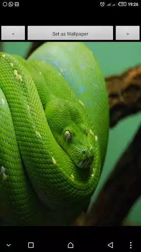 Play APK Snake on the screen 2017  and enjoy Snake on the screen 2017 with UptoPlay new.snake.screen