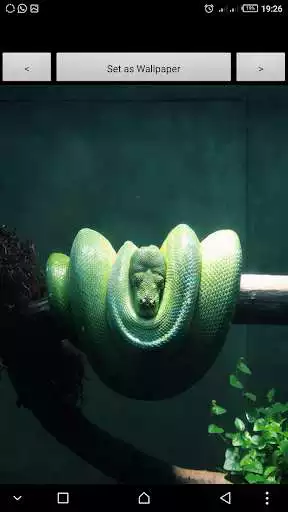 Play APK Snake on the screen 2017  and enjoy Snake on the screen 2017 with UptoPlay new.snake.screen