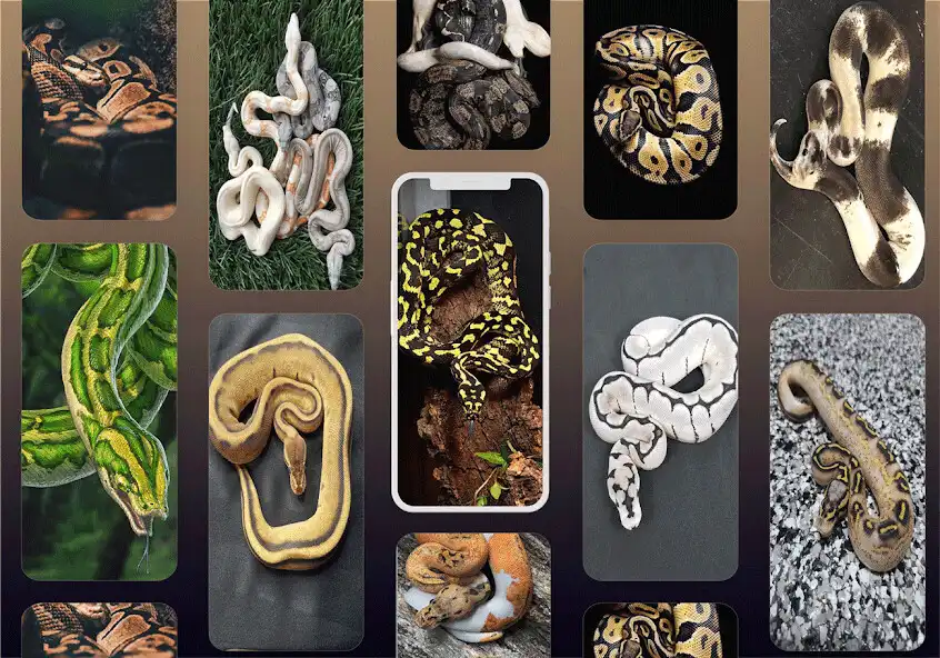 Play Snake Pythons Wallpaper as an online game Snake Pythons Wallpaper with UptoPlay