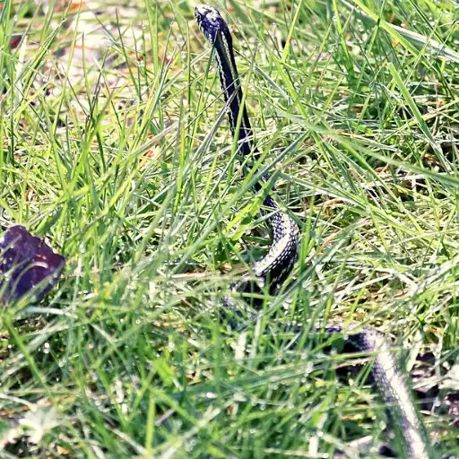 Play Snake Ringtone APK