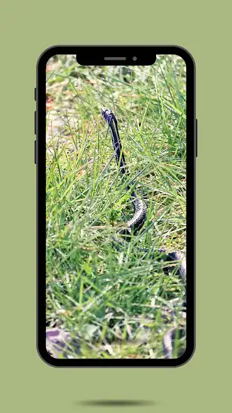 Play Snake Ringtone  and enjoy Snake Ringtone with UptoPlay