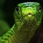 Free play online Snakes Themes APK Free play online Snakes Themes APK
