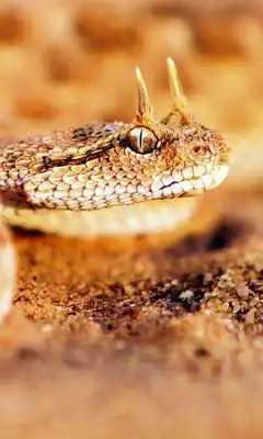 Play Snakes Themes