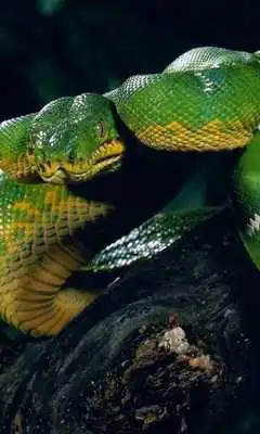 Play Snakes Themes