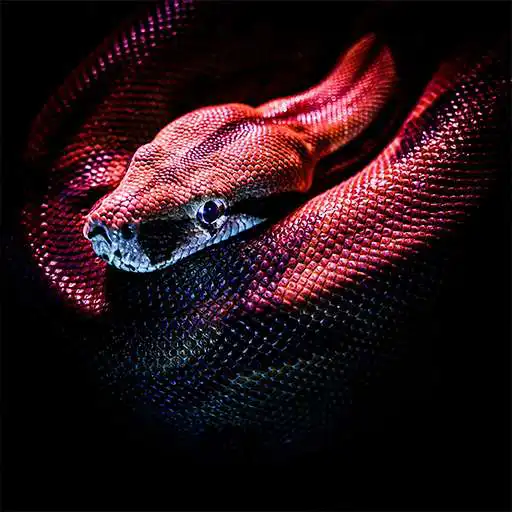 Play Snake Wallpaper HD, GIF APK