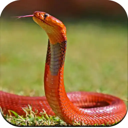 Free play online Snake Wallpaper HD APK