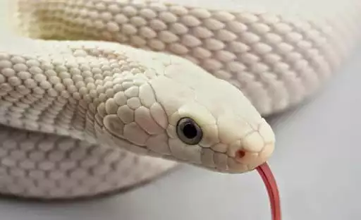 Play Snake Wallpaper HD and enjoy Snake Wallpaper HD with UptoPlay Play Snake Wallpaper HD and enjoy Snake Wallpaper HD with UptoPlay