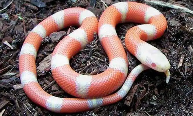 Play Snake Wallpaper HD