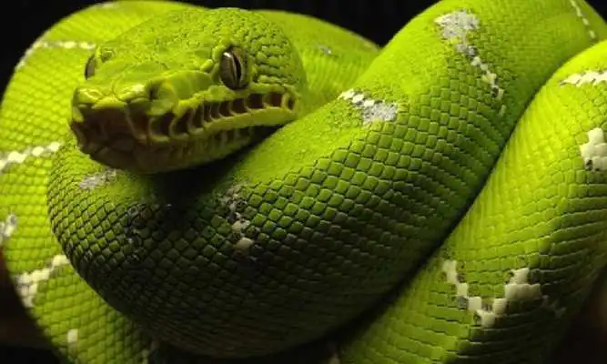 Play Snake Wallpaper HD