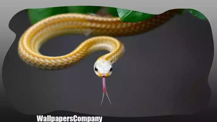 Play Snake Wallpaper Play Snake Wallpaper