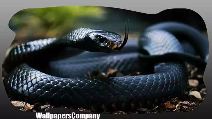 Play Snake Wallpaper Play Snake Wallpaper