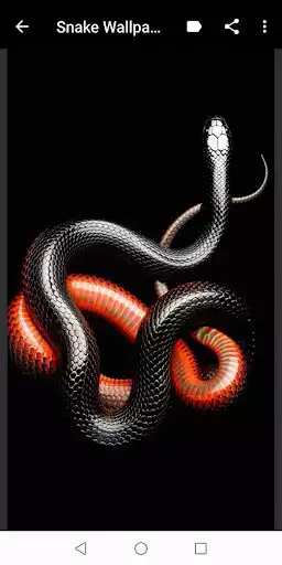 Play Snake Wallpapers