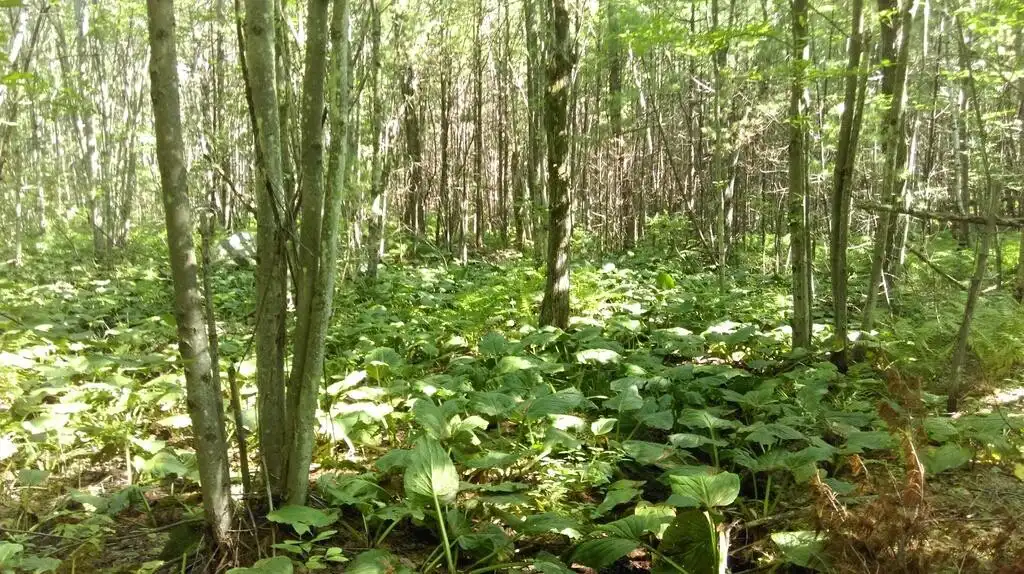 Play SNHU ARboretum as an online game SNHU ARboretum with UptoPlay