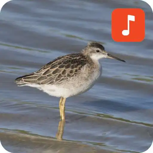 Play Snipe bird calls APK Play Snipe bird calls APK