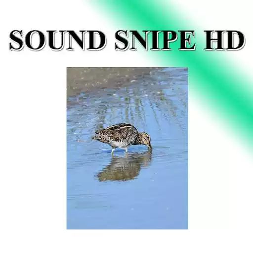 Play Snipe sounds to birds.  and enjoy Snipe sounds to birds. with UptoPlay