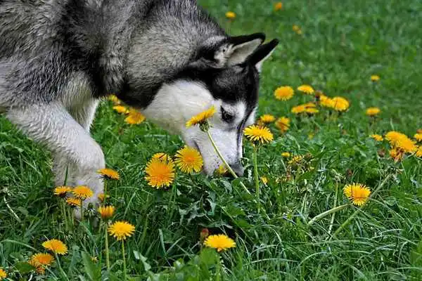 Play Snoop Dog Wallpaper