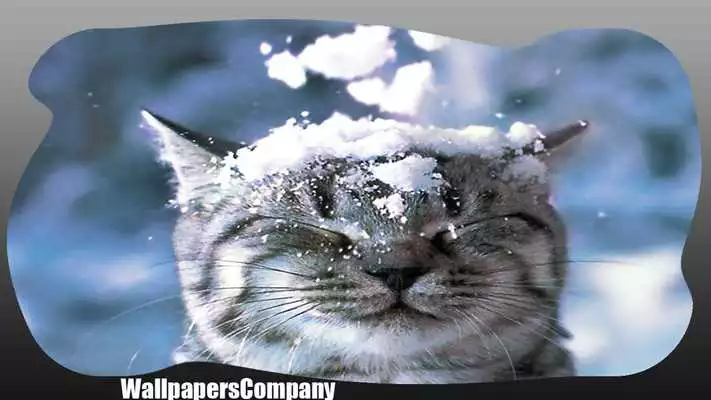 Play Snow Cat Wallpaper