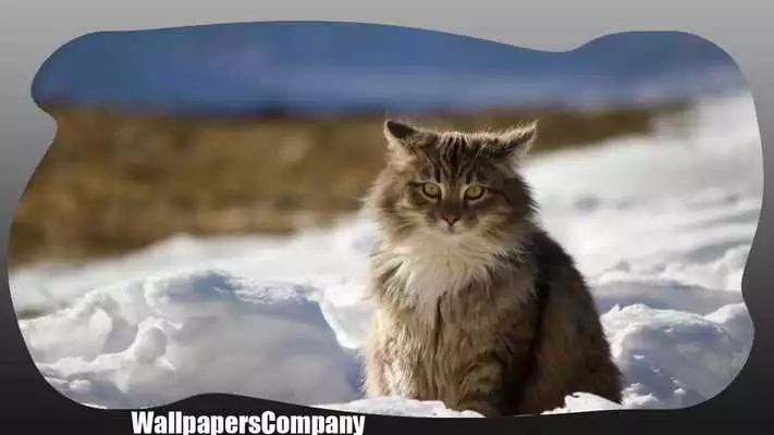 Play Snow Cat Wallpaper