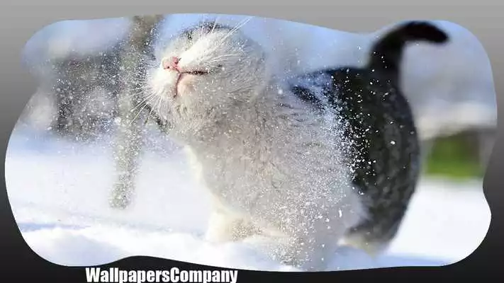 Play Snow Cat Wallpaper