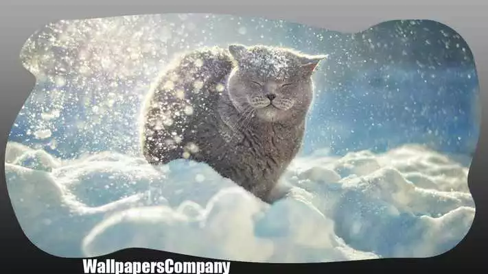 Play Snow Cat Wallpaper