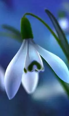 Play Snow Drops Jigsaw Puzzles