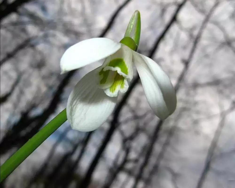 Play Snow Drops Jigsaw Puzzles